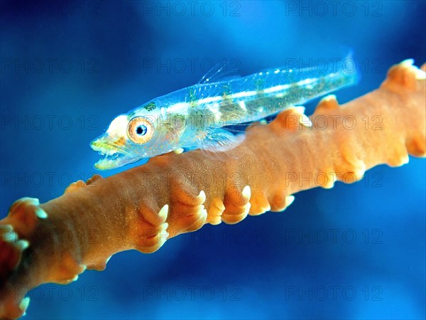 Transparent gorgonian dwarf goby