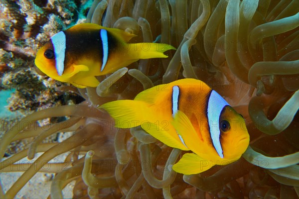 Pair of red sea clownfish