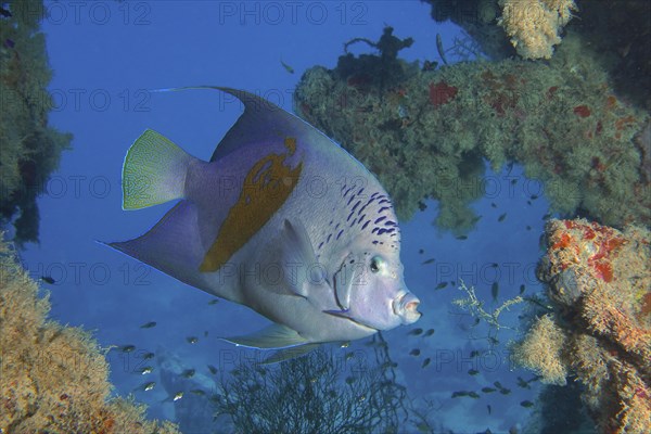 Halfmoon angelfish