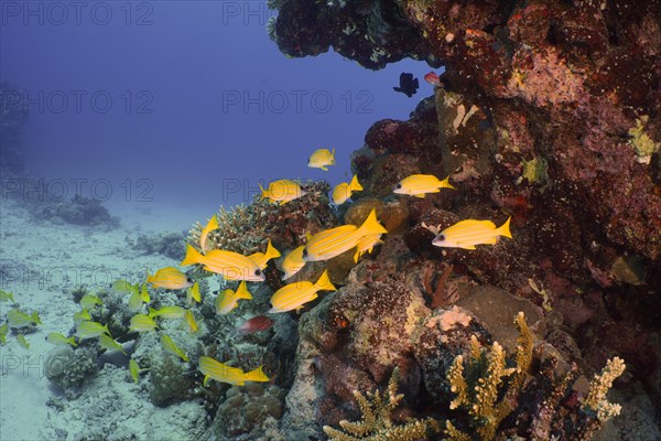 Group of bluestripe snapper