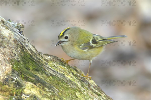 Winter Goldcrest