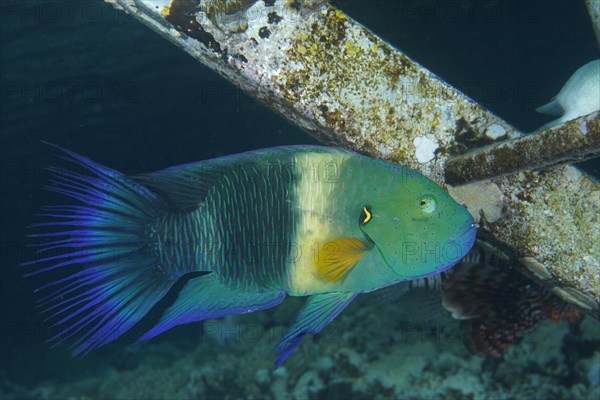 Broomtail wrasse