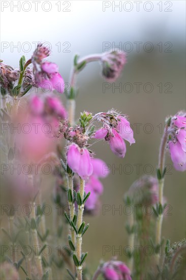 Cross-leaved heath