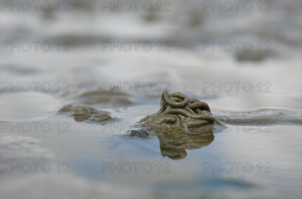 Lugworm pile on the North Sea beach