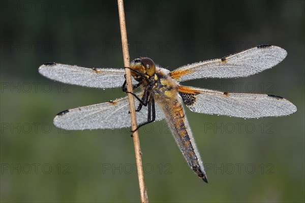 Four-spotted chaser