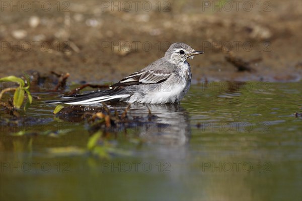 White wagtail