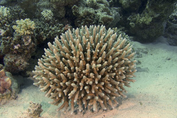 Low staghorn coral