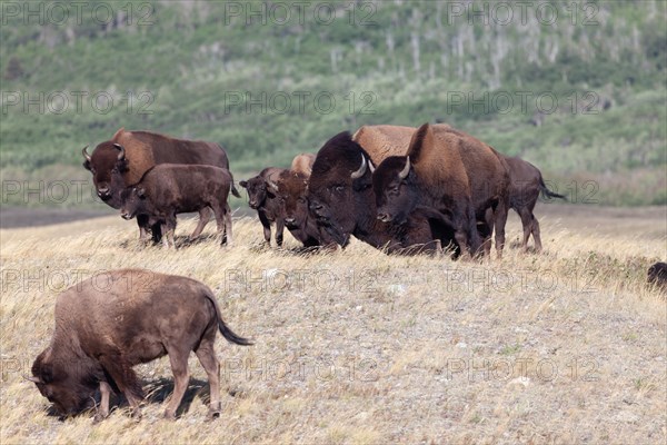 Bisons in Waterton Lakes National Park in Alberta