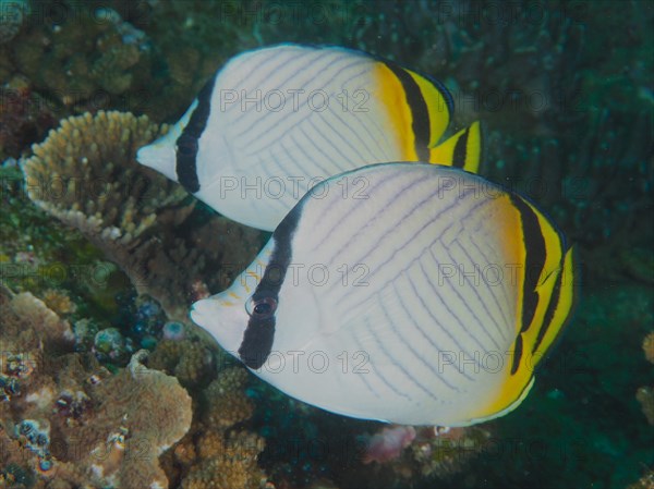 Pair of vagabond butterflyfish
