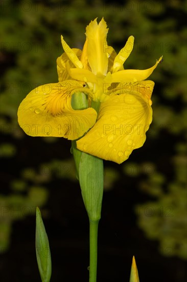 Water iris