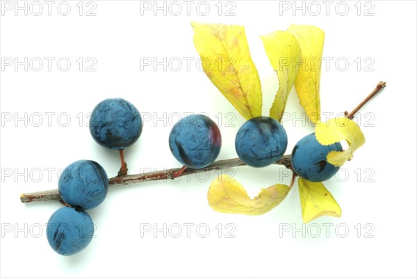 Ripe fruits of blackthorn