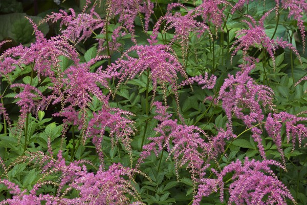 Astilbe Ostrich Plume