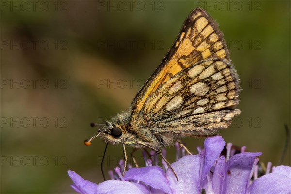 Yellow-throated Fritillary Butterfly with closed wings sitting on purple flower sucking seeing left