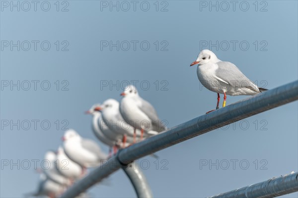 Black-headed gull