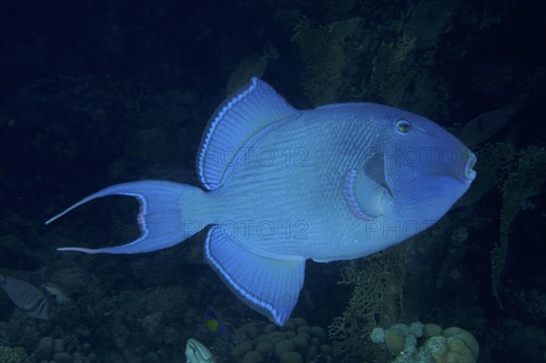 Blue triggerfish