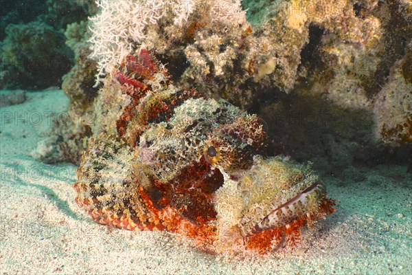 Tassled scorpionfish