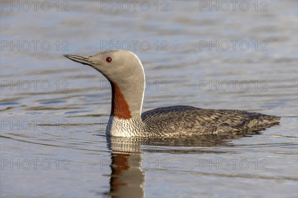 Red-throated diver