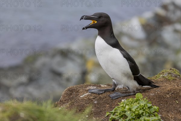 Razorbill