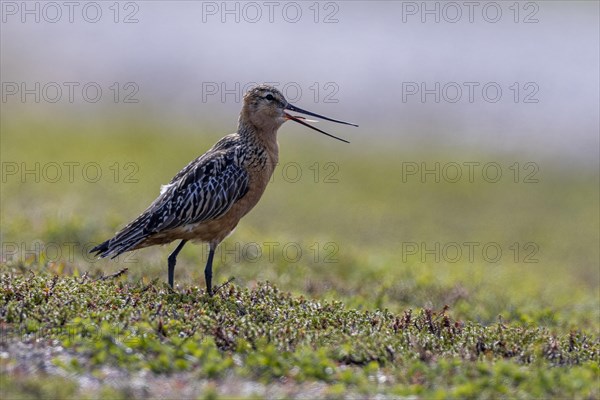 Bar-tailed Godwit