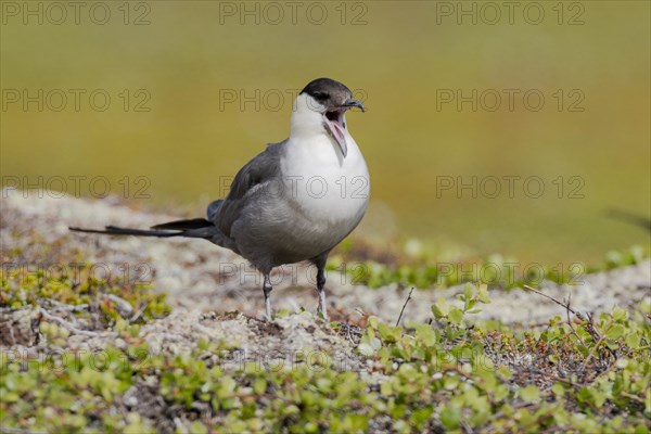 Long-tailed jaeger