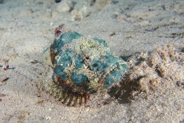 False stonefish