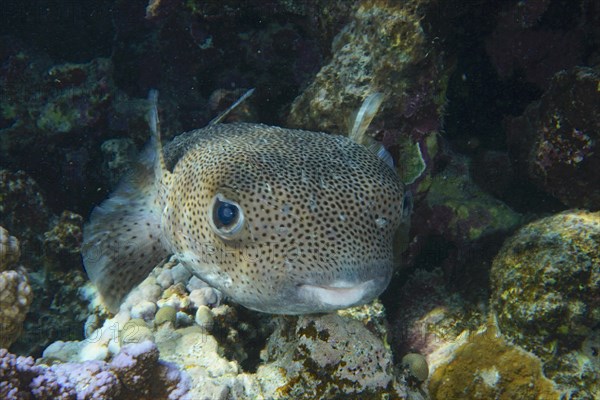 Spot-fin porcupinefish