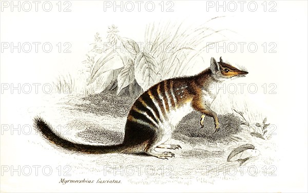 Numbat