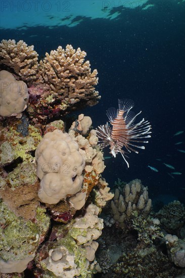 Pacific red lionfish