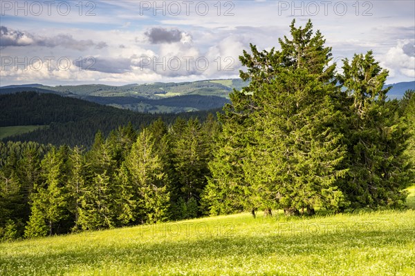 Landscape with flower meadows and forests on the Belchen mountain in the Black Forest