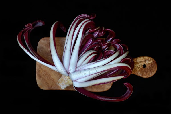 Radicchio