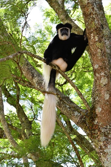 Mantled guereza