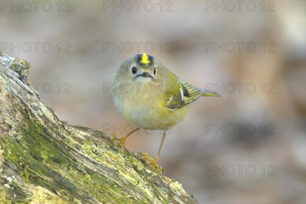 Winter Goldcrest