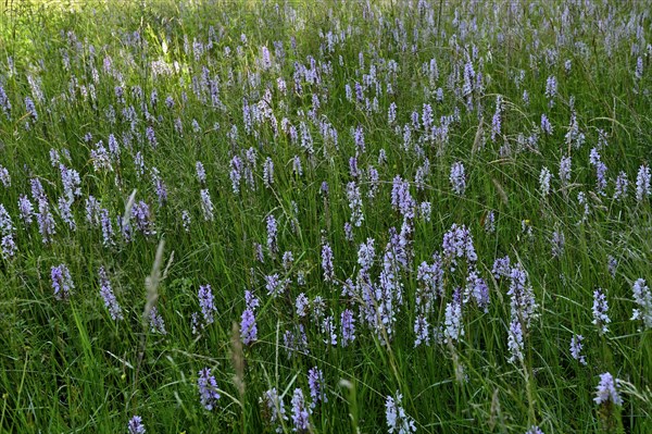 Spotted moorland spotted orchid