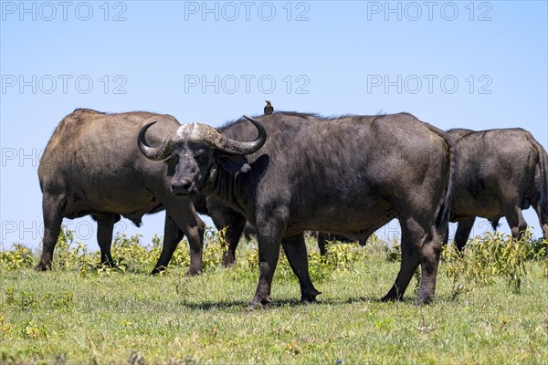 Cape buffalo