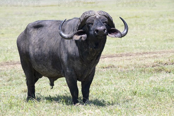 Cape buffalo