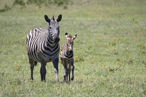 Plains zebra