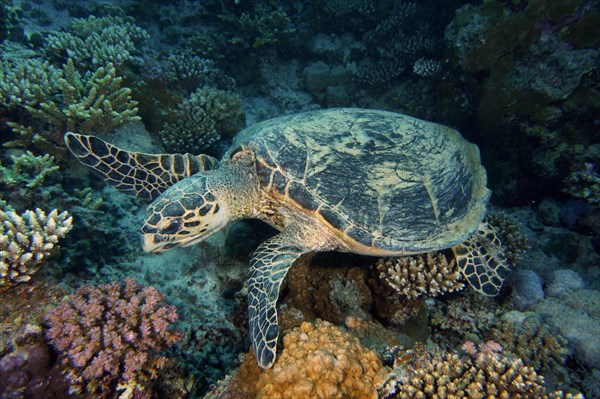 Hawksbill sea turtle