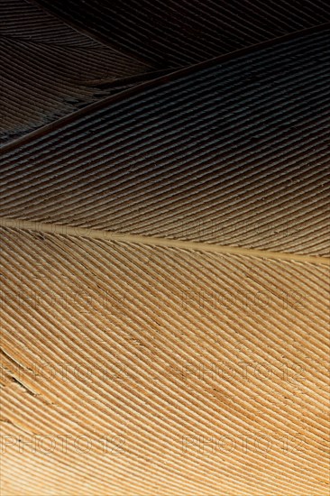 Beautiful bird feathers for decorative purposes