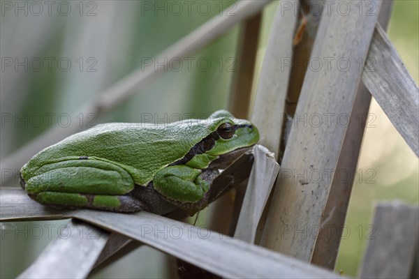 European tree frog