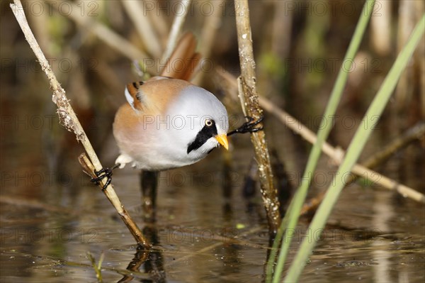 Bearded reedling