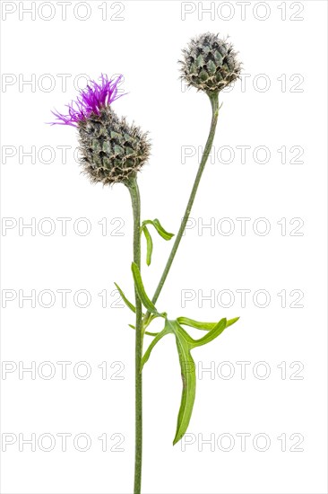 Brown knapweed