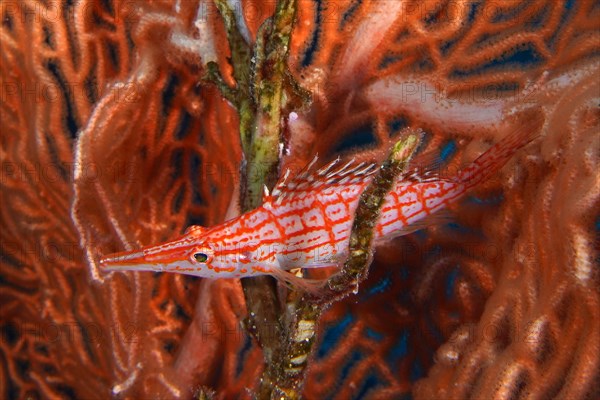 Longnose hawkfish