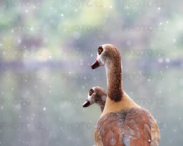 Egyptian geese