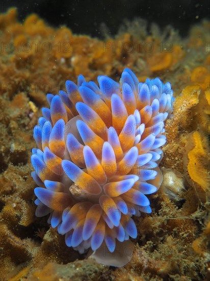 Silver tip nudibranch