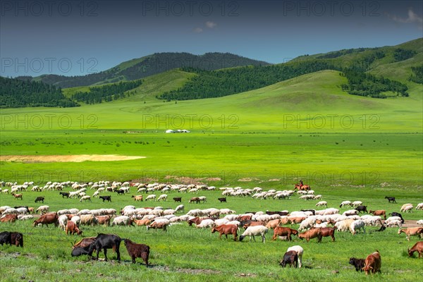 Summer life of the nomads. Bulgan Province