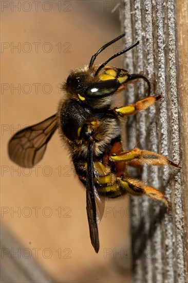 Garden woolly bee