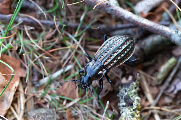 Carabus clathratus