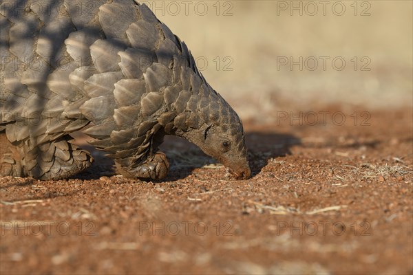 Ground pangolin