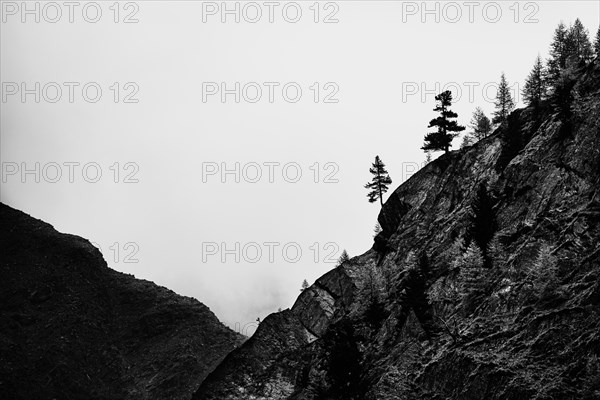 Single trees on rocky ridge in backlight