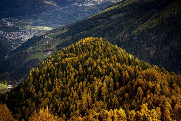 Autumn larch